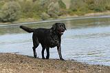 LABRADOR 254